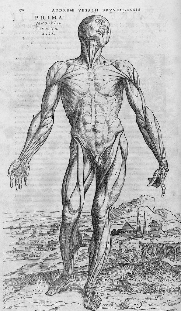 andreas-vesalius-1542 The Evolution of Medical Visualization: From Illustrations to 3D Models