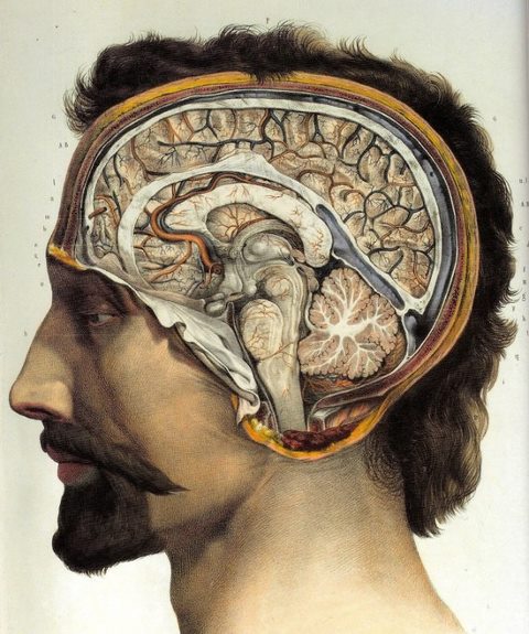 human-brain-surgical-anatomy-poster-1831 The Evolution of Medical Visualization: From Illustrations to 3D Models