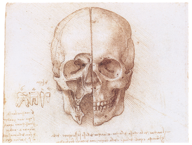 human-skull-by-leonardo-da-vinci The Evolution of Medical Visualization: From Illustrations to 3D Models