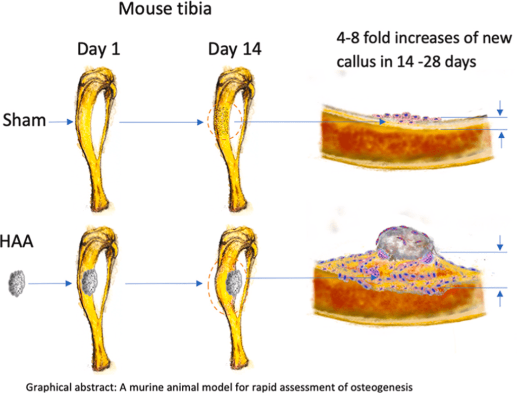 breakthrough-in-bone-repair-testing-offers-faster-and-more-ethical-approach-1 Breakthrough in Bone Repair Testing Offers Faster and More Ethical Approach