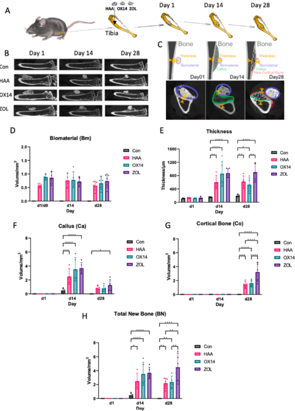 breakthrough-in-bone-repair-testing-offers-faster-and-more-ethical-approach Breakthrough in Bone Repair Testing Offers Faster and More Ethical Approach