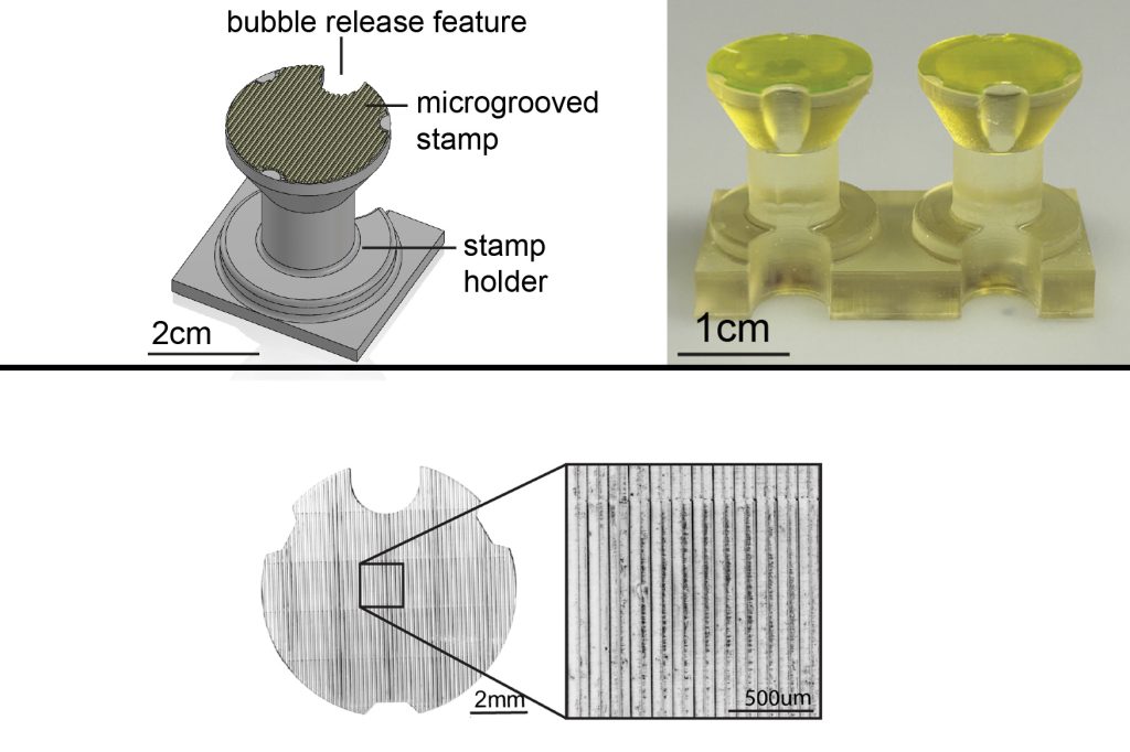 new-technique-for-artificial-muscle-tissue-creation-1 New Technique for Artificial Muscle Tissue Creation