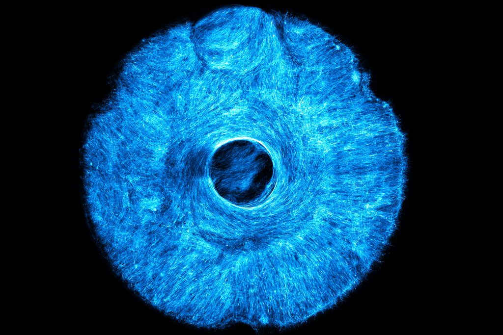 new-technique-for-artificial-muscle-tissue-creation New Technique for Artificial Muscle Tissue Creation